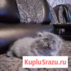 Продам котенка Улан-Удэ - изображение 1