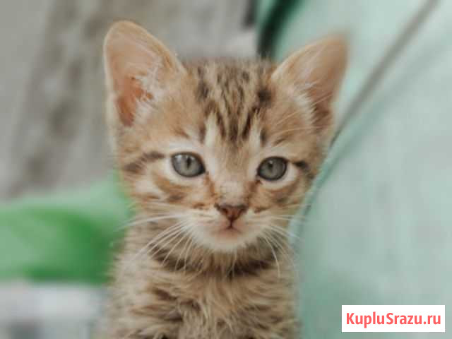 Отдам котят в добрые руки Петушки - изображение 1
