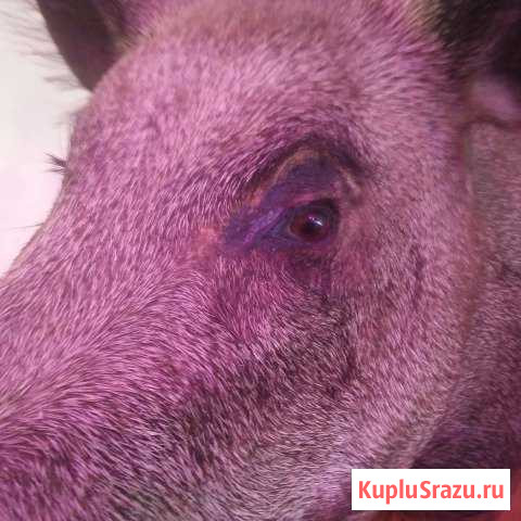 Голова кабана Лакинск - изображение 1