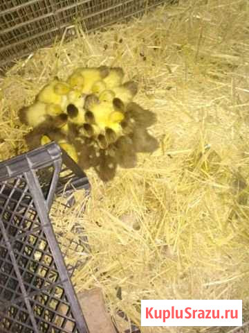 Индоутки; Порода Красный бык Карабудахкент - изображение 1