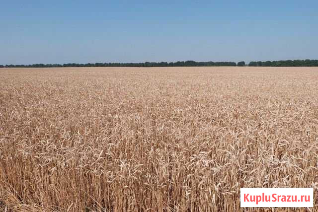 Пшеница фуражная Карагач - изображение 1