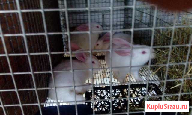 Белый паннон Воронеж - изображение 1