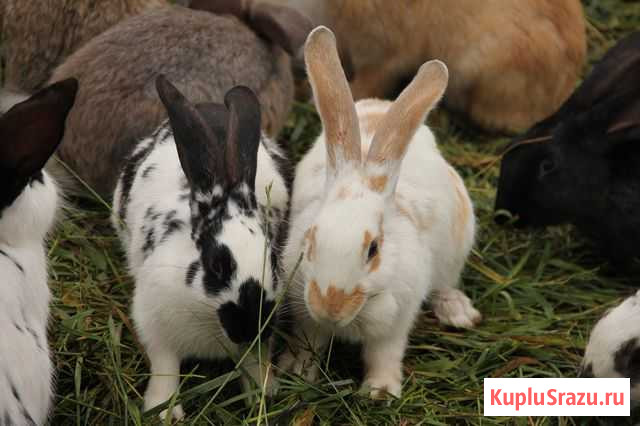 Продам мясо кролика Шуя - изображение 1