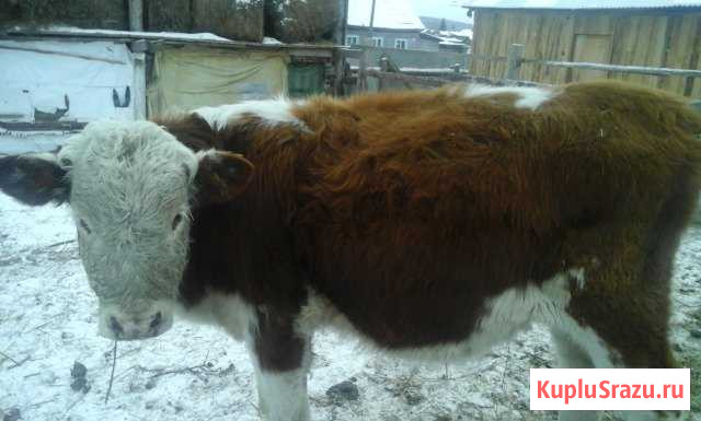 Продам/обменяю бычка породы герефорд Оса - изображение 1