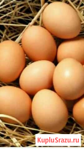 Яйцо домашнее Балтийск - изображение 1