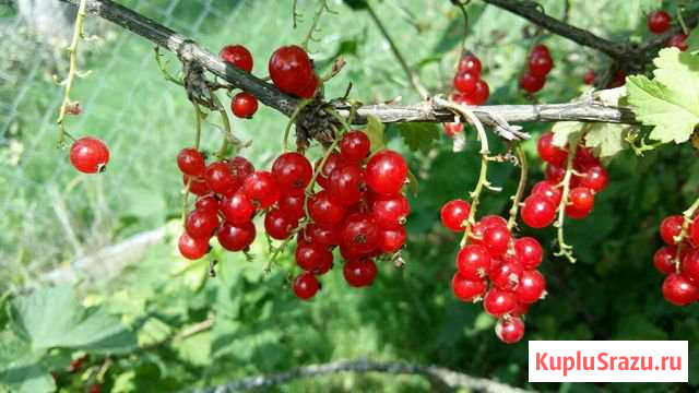 Малина,смородина Сухиничи - изображение 1