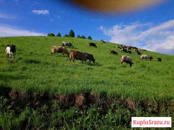 Продам коров молочных, быков, тёлок, телят, баран Новокузнецк