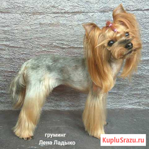 Стрижка собак Алушта - изображение 1