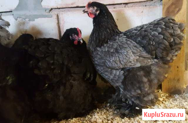 Семьи, инкубационное яйцо породных кур, цыплята Пенза - изображение 1