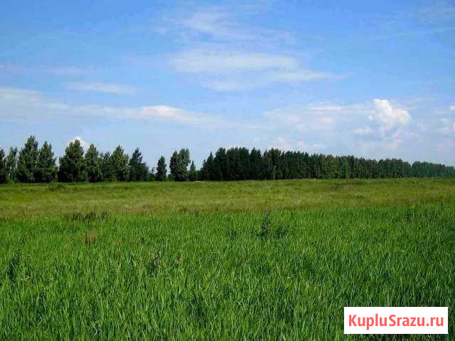  Струги Красные - изображение 1