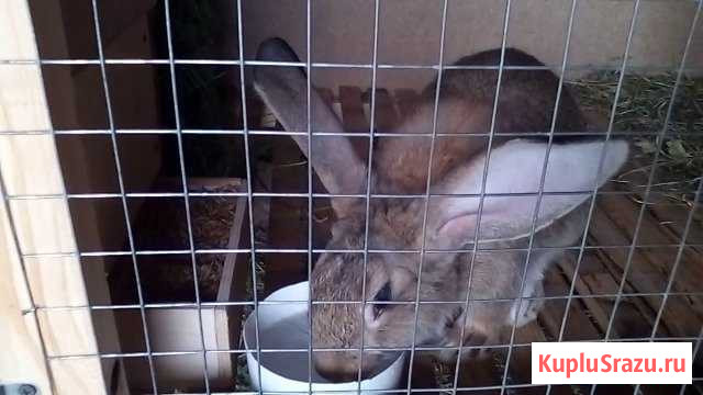 Продам кроликов Скопин - изображение 1