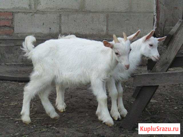Коза Рязань - изображение 1