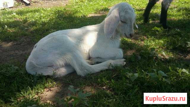 Альпо-заано-нубийские козочки Светлый - изображение 1