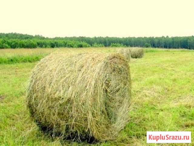 Сено Новомичуринск - изображение 1
