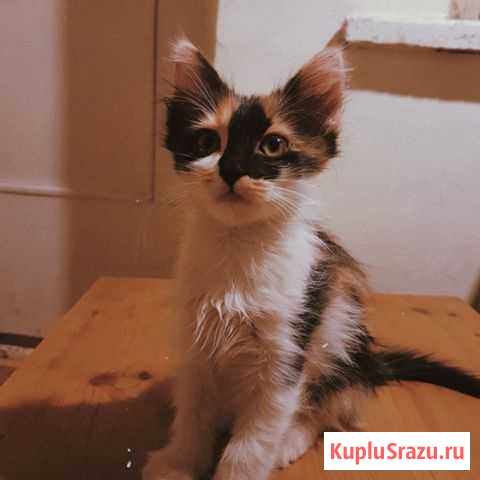 Котенок в хорошие руки Кисловодск - изображение 1