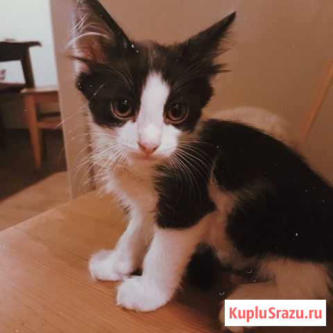 Котенок в добрые руки Кисловодск - изображение 1