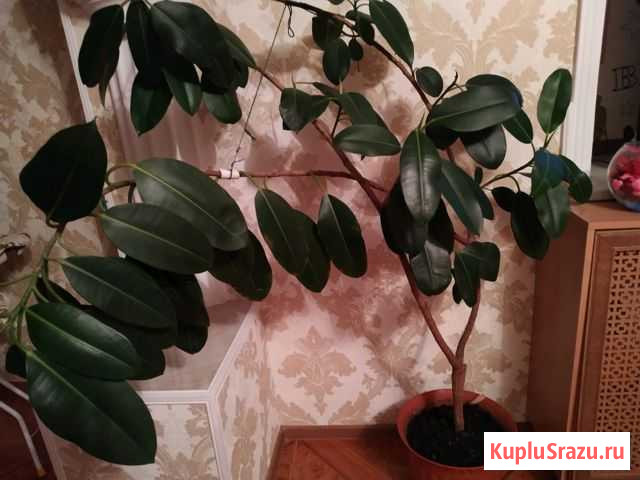 Фикус Владикавказ - изображение 1