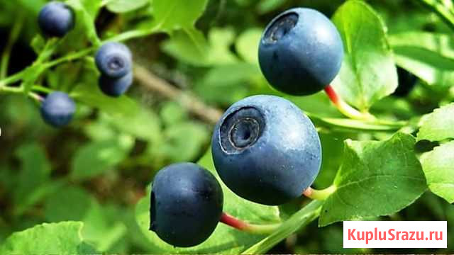 Ягода черника Десногорск - изображение 1