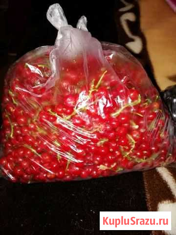 Смородина Коломна - изображение 1