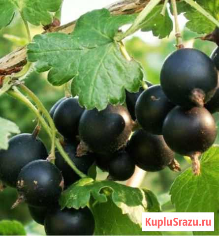 Йошта Коломна - изображение 1