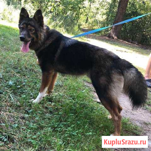 Метис хаски Раменское - изображение 1