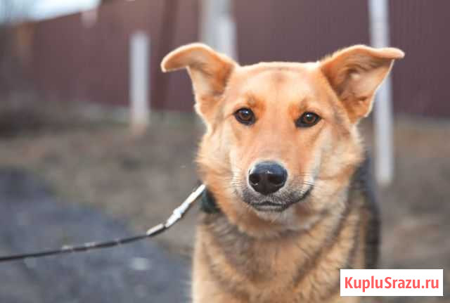 Джуля найдет ключик к вашему сердцу Королев - изображение 1