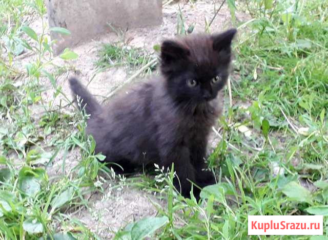 Черный котенок девочка Домодедово - изображение 1