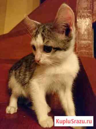Котенок в добрые руки Раменское