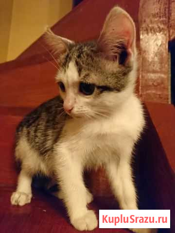 Котенок в добрые руки Раменское - изображение 1