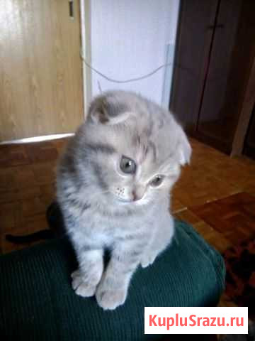 Шотландская Волоколамск - изображение 1