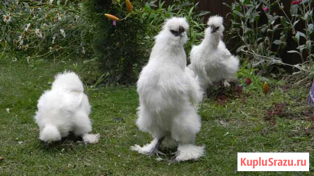 Семья Китайские шелковые 1+2 петушок+две курочки Подольск - изображение 1