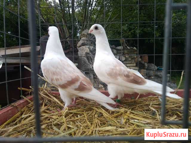 Голуби Домодедово - изображение 1