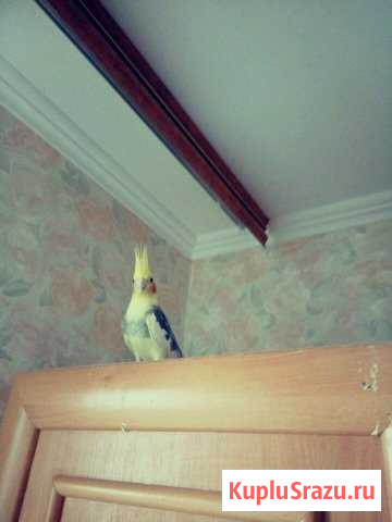 Корелла Белоозёрский - изображение 1