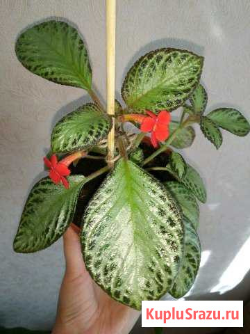 Комнатный цветок Эписция Мытищи - изображение 1