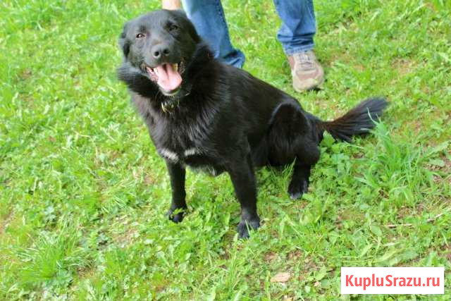 Очень умный пёс Черныш в добрые руки Серпухов - изображение 1