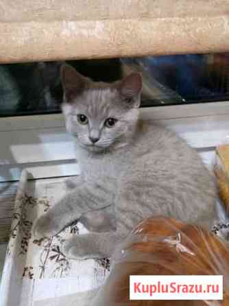 Котик Раменское