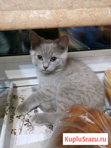 Котик Раменское - изображение 1