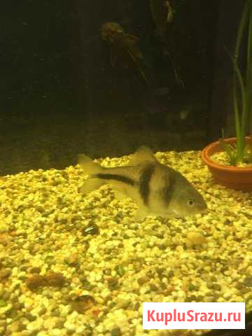 Аквариумные рыбки Кокошкино - изображение 1