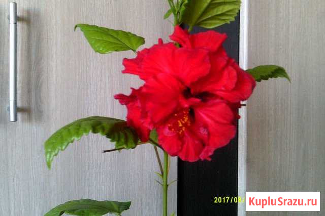 Роза китайская Лобня - изображение 1