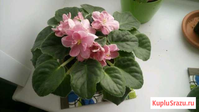 Фиалка розовая Химки - изображение 1