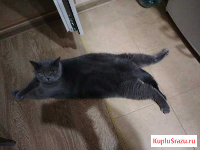 Котик Марсик Раменское - изображение 1