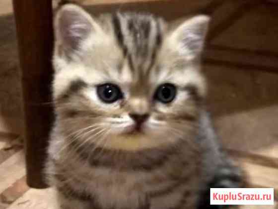 Британские котята Пушкино