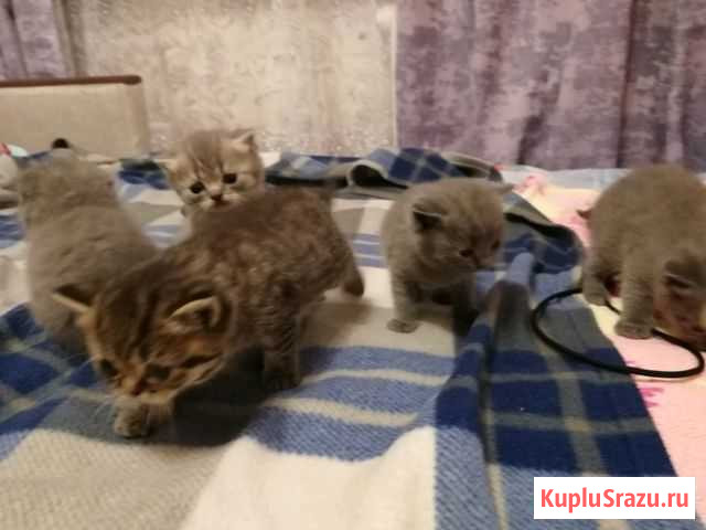 Котята Жуковский - изображение 1