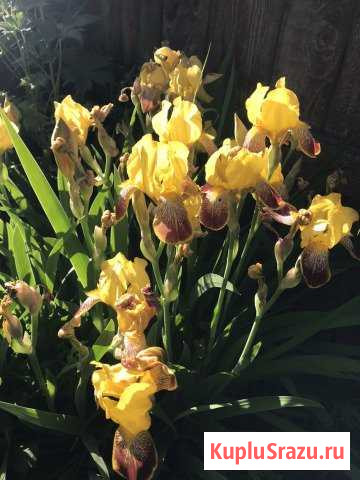 Ирисы Орехово-Зуево - изображение 1