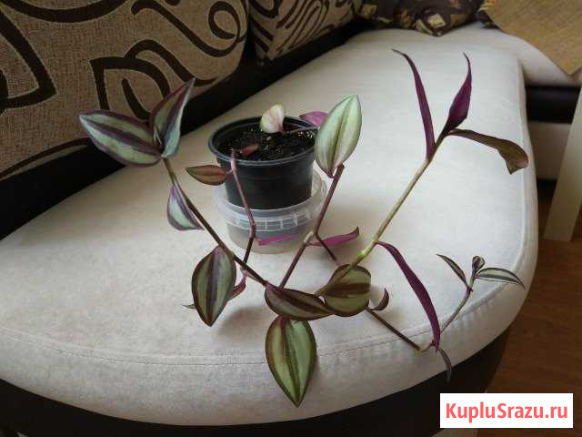 Зебрина традесканция фиолетовая Подольск - изображение 1