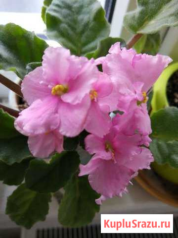 Фиалка розовая полумахровая детка. Кузнечики Подольск - изображение 1