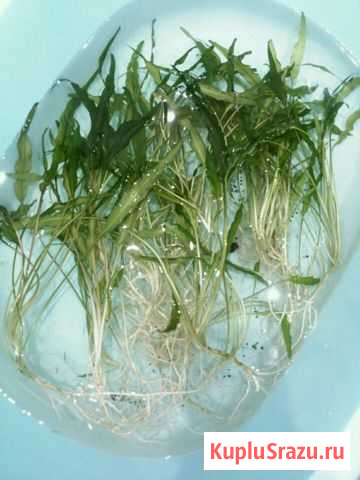 Аквариумное растение Криптокарина Пущино - изображение 1