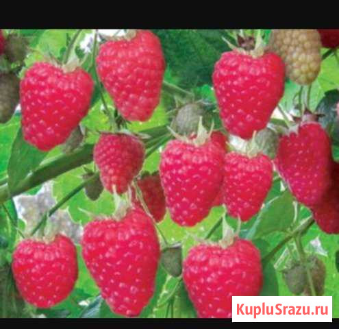 Малина ремонтантная Химки - изображение 1