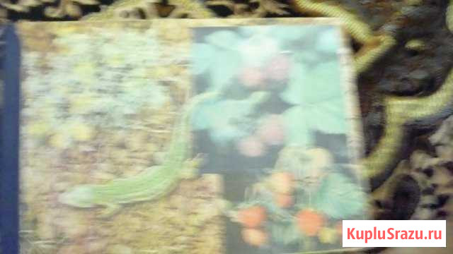 Садоводу Каменск-Шахтинский - изображение 1
