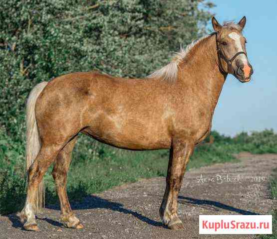 Классная соловая кобылка-плюшка Санкт-Петербург